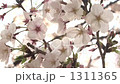 cherry blossom, cherry tree, sakura 1311365