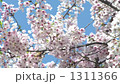 bloom, blossom, blossoms 1311366