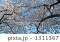 bloom, blossom, blossoms 1311367
