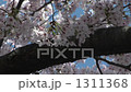 cherry blossom, cherry tree, sakura 1311368