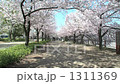 bloom, blossom, blossoms 1311369