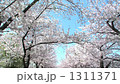 bloom, blossom, blossoms 1311371