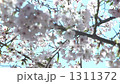 cherry blossom, cherry tree, sakura 1311372