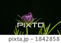 開花的開花的場面精細速度射擊波斯菊 1842858