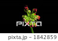 開花的開花的場面精細速度拍攝天竺葵 1842859