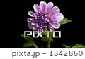 開花的開花的場面快速攝影大麗花 1842860