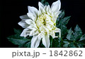 開花的開花的場面快速攝影大麗花 1842862