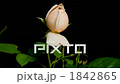 開花的開花場景精細速度攝影粉紅色玫瑰 1842865
