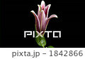開花的開花場景精細速度攝影百合 1842866