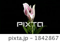 開花的開花場景精細速度攝影百合 1842867