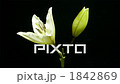 開花的開花場景精細速度攝影百合 1842869