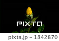 開花的開花的場面好速度攝影黃色玫瑰 1842870