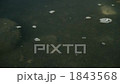 生活汚水4（濁った水面） 1843568