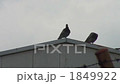 pigeon, leaden, barbed wire 1849922