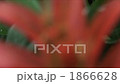 Pineapple Flower Focusing 1866628