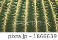 Round cactus spines 1866639