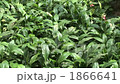 It was planted beautifully and the object 1866641