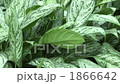 Mysterious pattern leaves 1866642