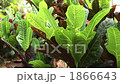 Large leaves 1866643