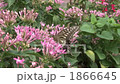 Butterflies and flowers 1866645