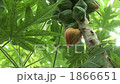 Papaya 1866651