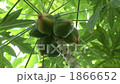 Papaya 1866652