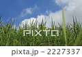 Temeco和Inho Zoom 2227337