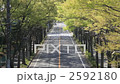 イチョウ並木の道路 2592180