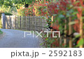 桜舞い落ちる道 2592183