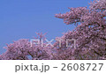 京都の桜１ 2608727