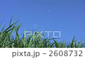 さとうきびと空 2608732