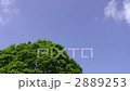 Sky and big tree 2889253
