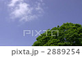Sky and big tree 2889254