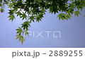 Maple 2889255