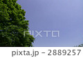 Sky and big tree 2889257