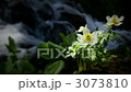 花朵 花 花卉 3073810