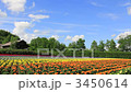Farm Tomita Flower Field 3450614
