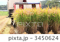 Rice harvesting by combine (up) 3450624