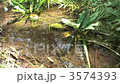 池 3574393