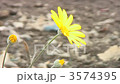 花 3574395