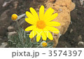 花 3574397