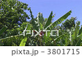 Banana tree Banana tree 3801715
