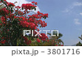 Bougainvillea Bougainvillea 3801716