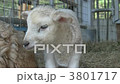 Sheep's baby Sheep's baby 3801717