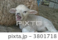 Sheep's baby Sheep's baby 3801718