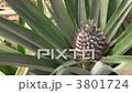 pineapple pineapple 3801724