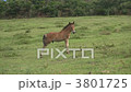 A foal A foal 3801725