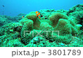 Clown anemonefish Clown anemonefish 3801789