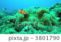 Clown anemonefish Clown anemonefish 3801790