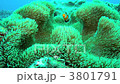 Clown anemonefish Clown anemonefish 3801791